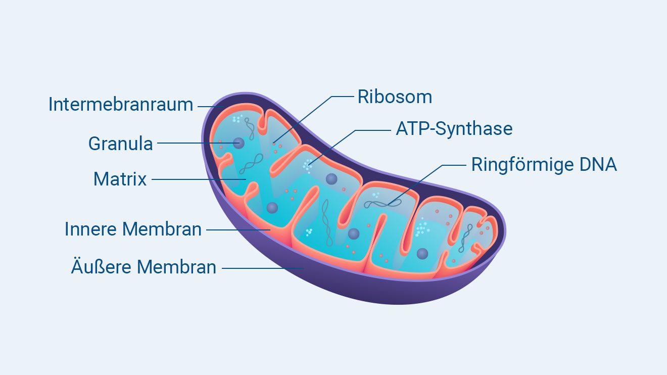 Darstellung des Aufbau von Mitochondrien