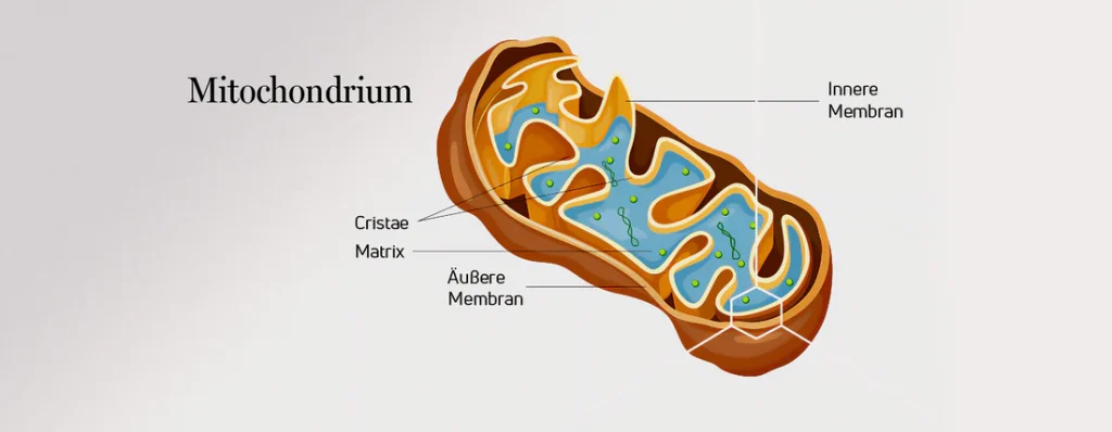 Vereinfachte Darstellung eines Mitochondrium. Innere Membran, Matrix und äussere Membran.